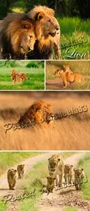 Stock Photo - Lion, lioness