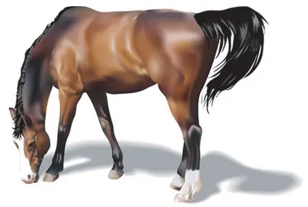 Vector Graphic - Horse