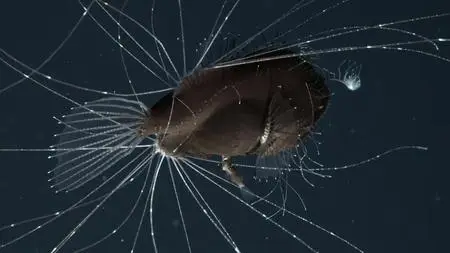 Outrageous Acts of Science S10E08