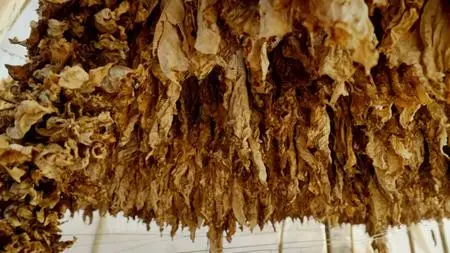 BBC - Panorama: Dirty Secrets of the Cigarette Business (2021)