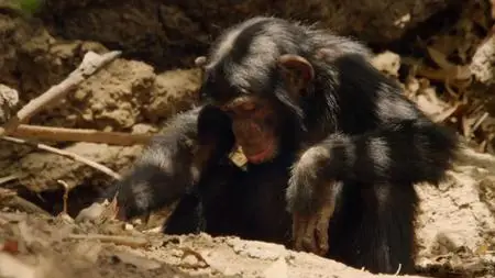 BBC - Dynasties Series 1: Chimpanzee (2018)