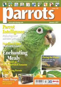 Parrots - January 2017