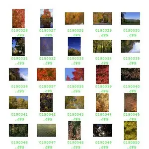 PhotoSpin Vol 019 - Fall Foliage