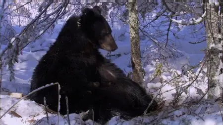 BBC. Planet Earth Live. Season 2 (2012)