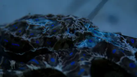 Octopus! S01E01