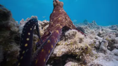 Octopus! S01E01