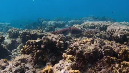 Octopus! S01E01