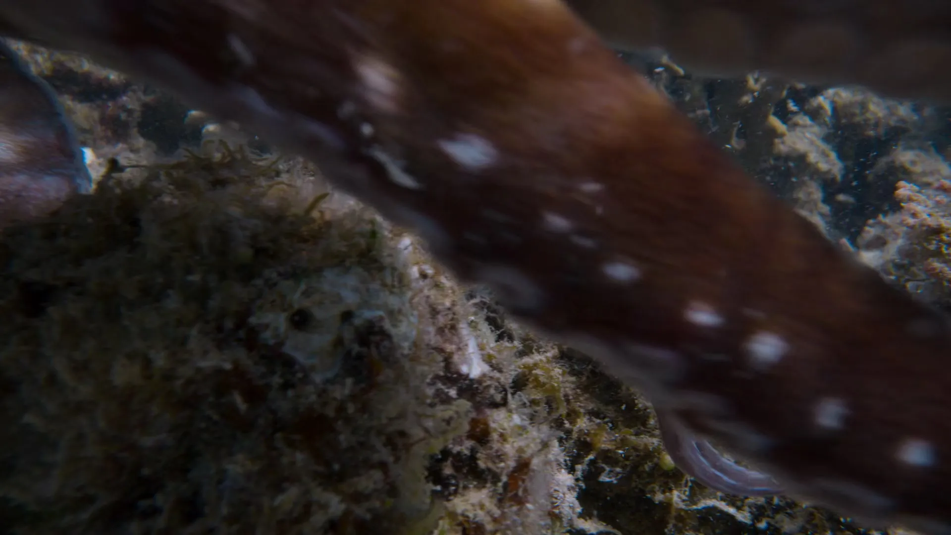 Octopus! S01E01