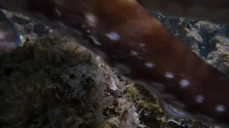 Octopus! S01E01