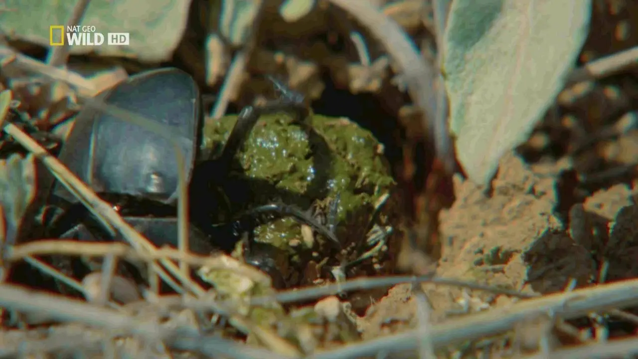 National Geographic - Wildest Middle East (2017)