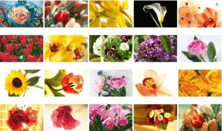 80 Beautiful Flowers Wallpapers 
