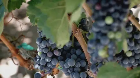 Blood Into Wine (2010)