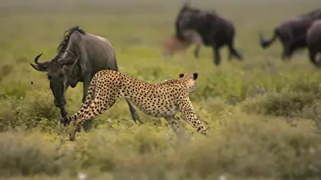 National Geographic: Great Migrations [6 series] /  National Geographic: Великие миграции [6 серий] (2010) [Repost]