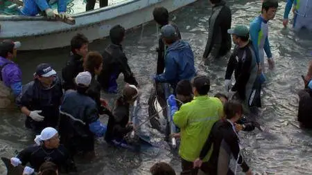The Cove (2009)