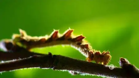 PBS - NATURE: Sex, Lies and Butterflies (2018)