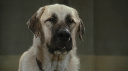 Cats And Dogs: The Revenge Of Kitty Galore (2010)