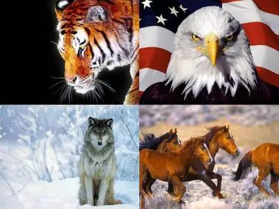 40 VHQ Animal Photo Vol 2