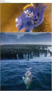 Deep Blue (2003)