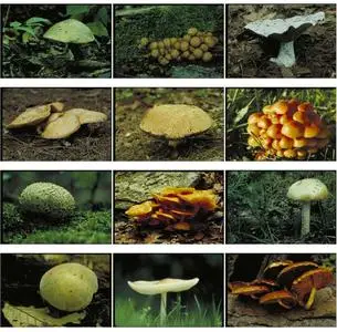 Corel Professional Photos - Mushrooms