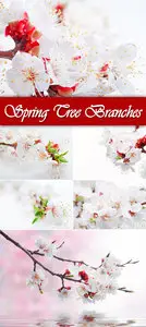 Stock Photo - Spring Tree Branches