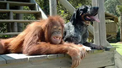National Geographic Wild Premiere Bizarre Animal Friends