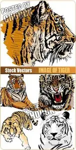 Image of tiger - Stock Vector