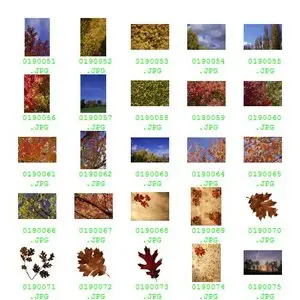 PhotoSpin Vol 019 - Fall Foliage