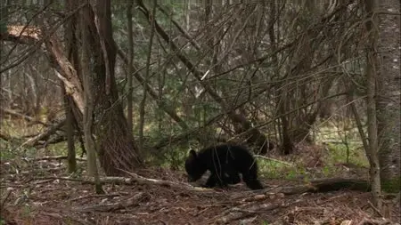BBC. Planet Earth Live. Season 2 (2012)