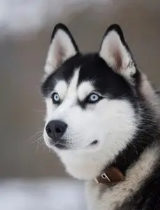 Photos of animals #2 - Dogs