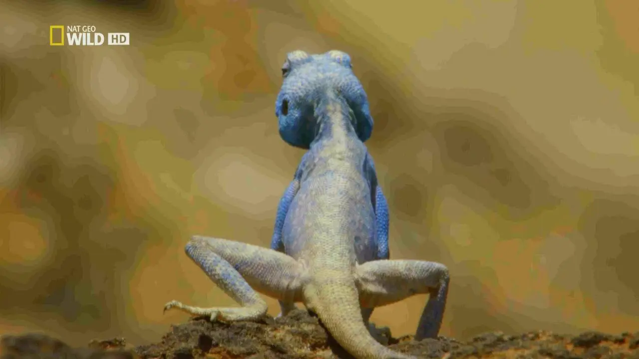 National Geographic - Wildest Middle East (2017)