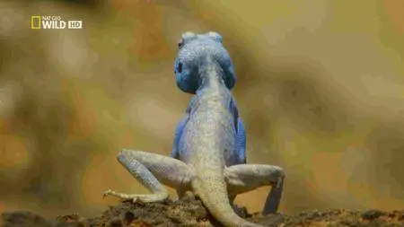 National Geographic - Wildest Middle East (2017)