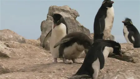 National Geographic: Great Migrations [6 series] /  National Geographic: Великие миграции [6 серий] (2010) [Repost]