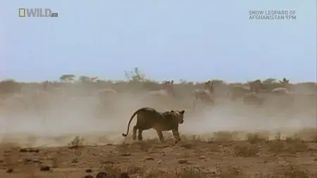 National Geographic Wild - Attack Of The Big Cats (2012)
