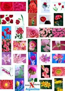 Brand X Vol. 073 Flowers and Bouquets