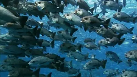 BBC South Pacific - Ocean of Volcanoes