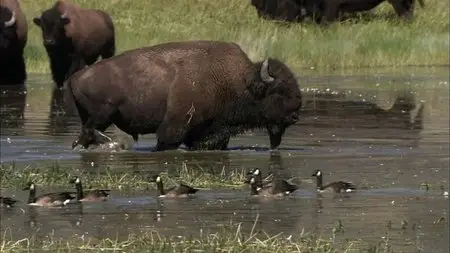 PBS Nature - Clash: Encounters of Bears and Wolves (2010)