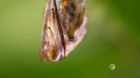 PBS - NATURE: Sex, Lies and Butterflies (2018)