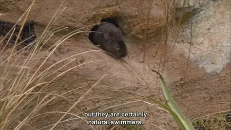 BBC - The Burrowers: Animals Underground (2013)