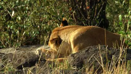 Smithsonian Earth - Nomads of the Serengeti: Series 1 (2018)