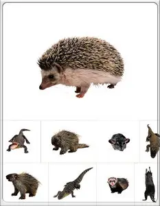 Wild animals
