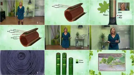 TTC Video - Plant Science: An Introduction to Botany