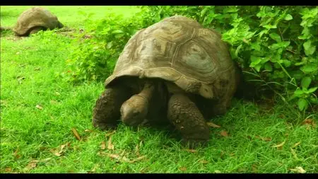 Tiberius Film - Lost in Paradise: Mauritius (2013)