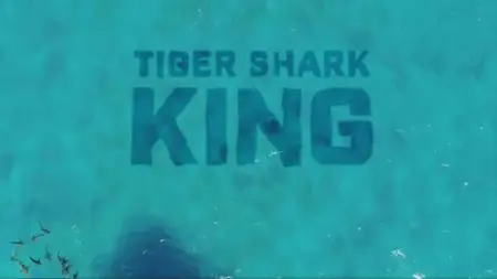 DC. - Shark Week: Tiger Shark King (2020)