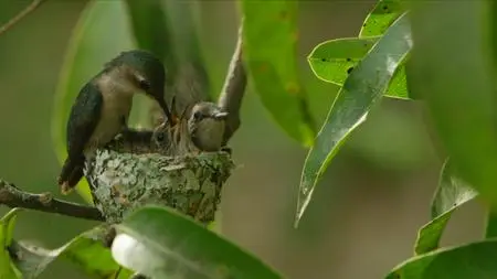 PBS - NATURE: Cuba's Wild Revolution (2020)