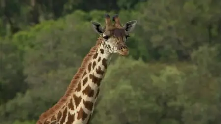 BBC. Planet Earth Live. Season 2 (2012)