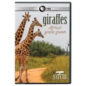 PBS - NATURE: Giraffes: Africa's Gentle Giants (2018)