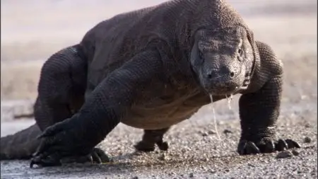 BBC - Life (2 of 10) Reptiles and amphibians (2009)