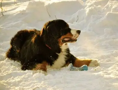 Photos of animals #2 - Dogs