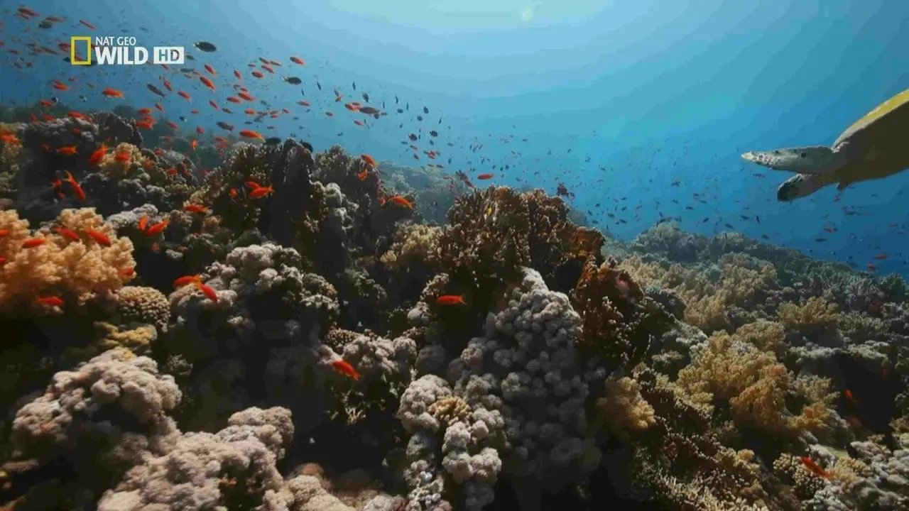 National Geographic - Wildest Middle East (2017)