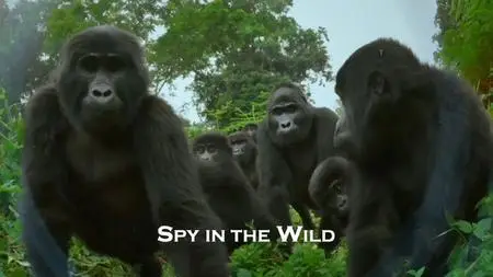 BBC - Spy in the Wild: Series 2 (2020)